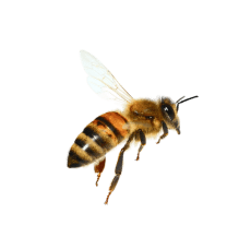 bee for the left
