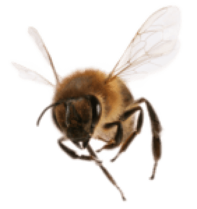 bee for the right