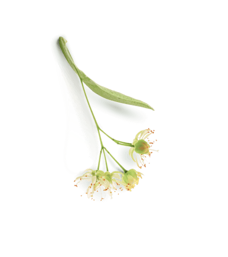 branch